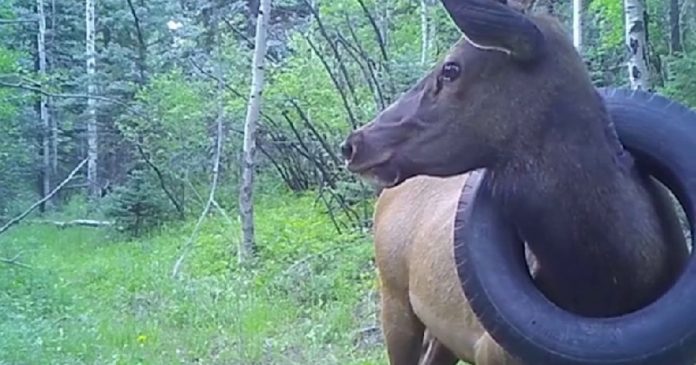 Depois de 2 anos de tentativas, guardas florestais retiram pneu preso no pescoço de cervo