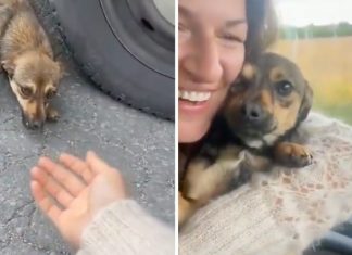 VÍDEO: Cãozinho fica aos prantos e grita ao ser resgatado em uma estrada