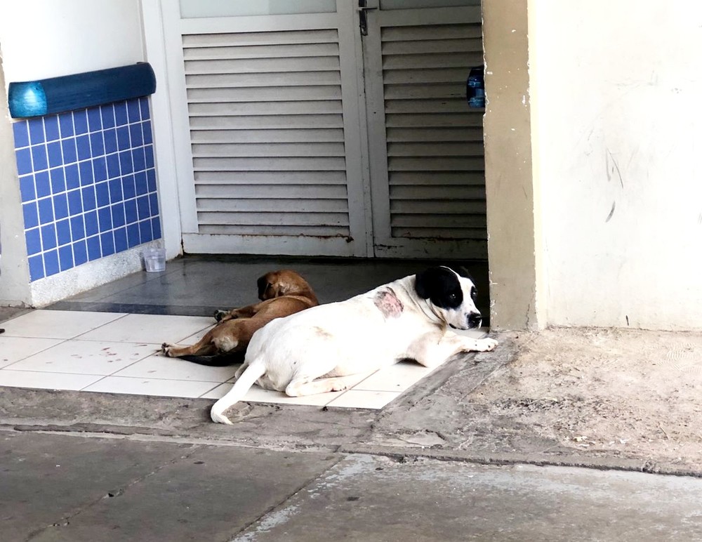 asomadetodosafetos.com - Cães ‘invadem’ ambulância para acompanhar dono e ficam de guarda no hospital