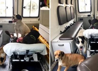 Cães ‘invadem’ ambulância para acompanhar dono e ficam de guarda no hospital