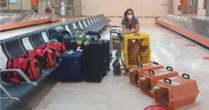 Mulher muda de país, leva 9 pets e companhia aérea envia fotos durante o voo