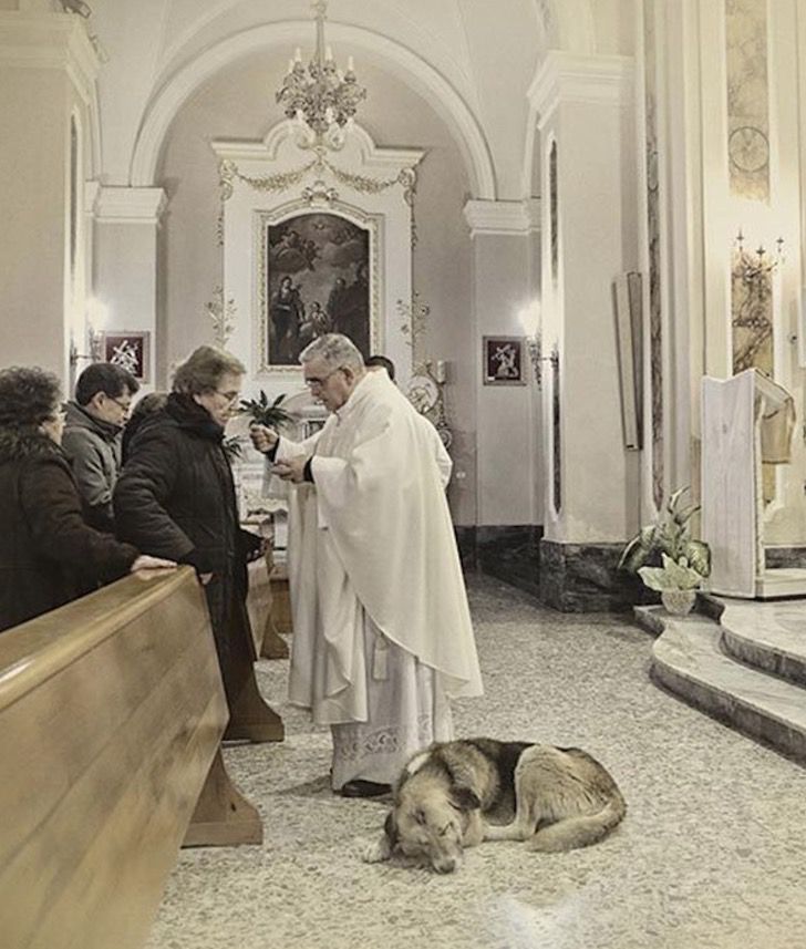 asomadetodosafetos.com - AMOR VERDADEIRO: Cãozinho procurava sua dona na igreja onde ela foi velada