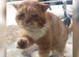 A história do gatinho de rua que bateu na porta de uma casa para entrar e se proteger do inverno