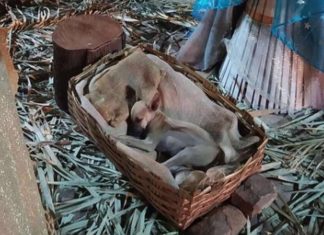Cãozinho é encontrado dormindo na manjedoura de presépio e é adotado