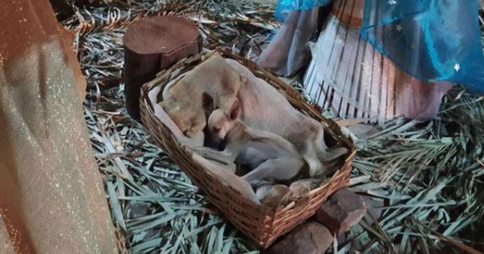 Cãozinho é encontrado dormindo na manjedoura de presépio e é adotado