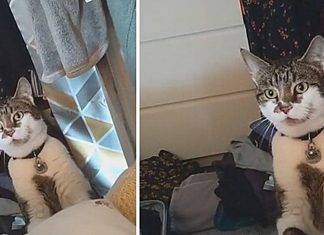 VÍDEO: Mulher acorda com gato do vizinho ao lado de sua cama a olhando fixamente