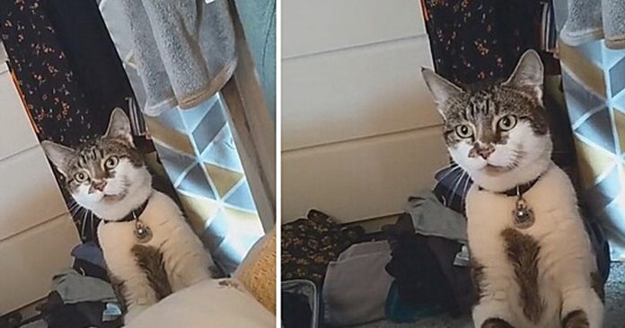 VÍDEO: Mulher acorda com gato do vizinho ao lado de sua cama a olhando fixamente