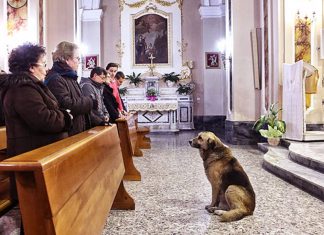 AMOR VERDADEIRO: Cãozinho procurava sua dona na igreja onde ela foi velada