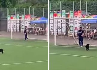 VÍDEO: Cãozinho invade campo de futebol, faz gol e é aplaudido pelo público