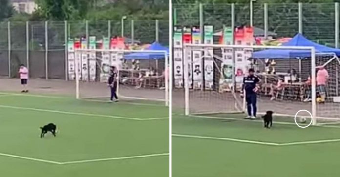 VÍDEO: Cãozinho invade campo de futebol, faz gol e é aplaudido pelo público