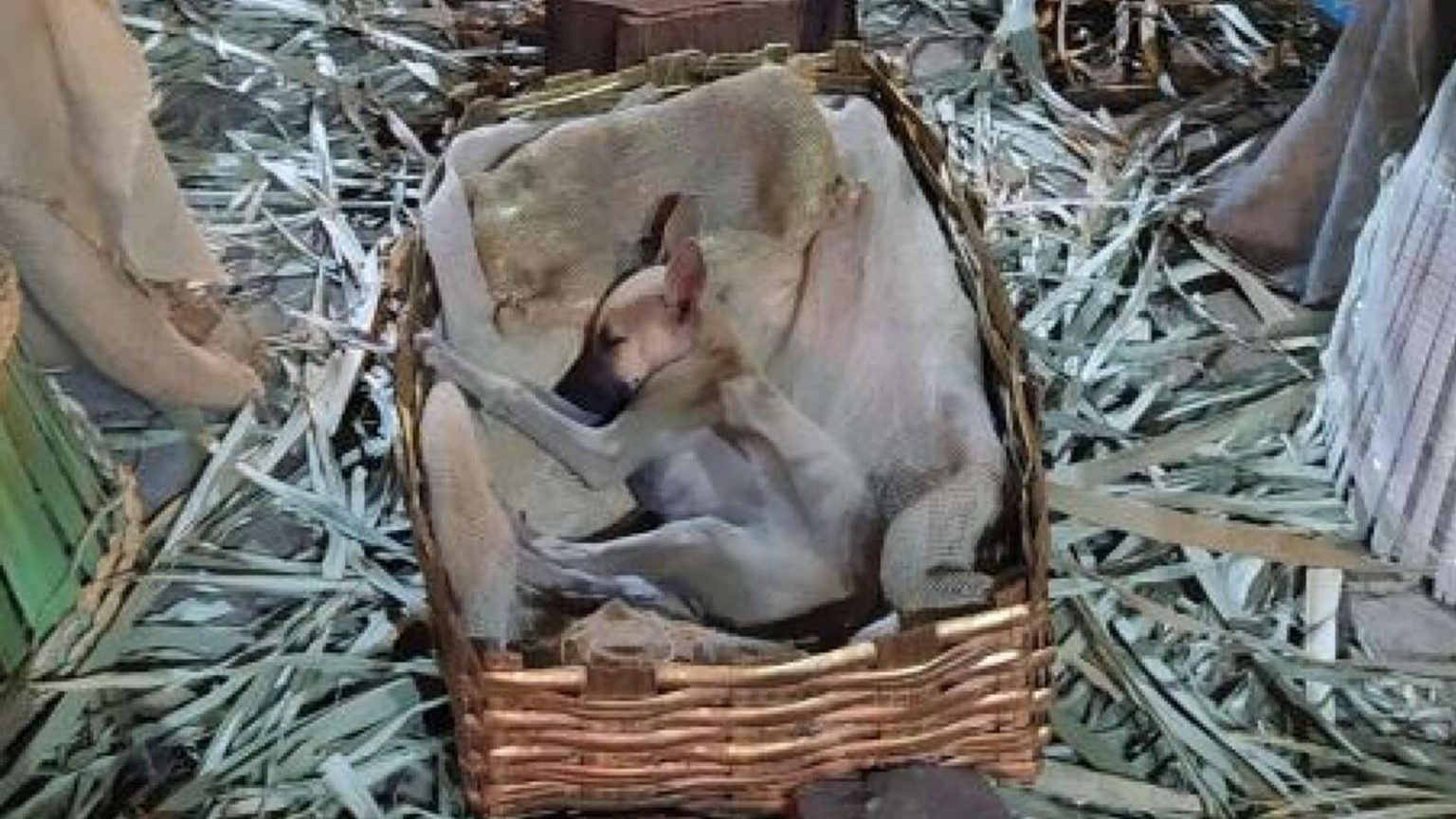 asomadetodosafetos.com - Cãozinho é encontrado dormindo na manjedoura de presépio e é adotado