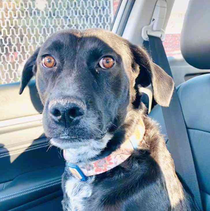 asomadetodosafetos.com - Cachorrinha cautelosa coloca cinto de segurança sozinha para passear de carro; assista