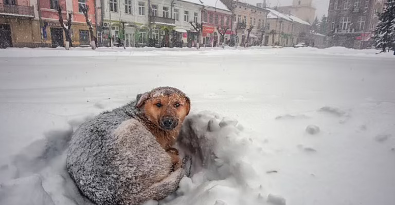 asomadetodosafetos.com - Garota sobrevive a tempestade de neve na Rússia abraçando cachorro de rua por 18 horas
