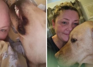 Cãozinho fareja tumor em sua tutora e a salva do câncer: “Sem ele a história seria diferente”