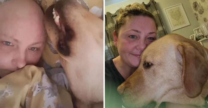 Cãozinho fareja tumor em sua tutora e a salva do câncer: “Sem ele a história seria diferente”