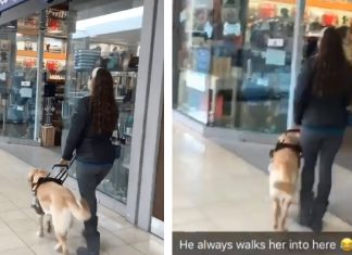 Cão-guia leva sua dona na loja de animais sempre que vão ao shopping sem ela perceber; assista