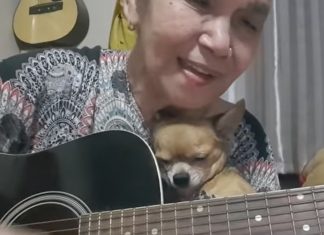 Idosa conquista a web com vídeo cantando para seu cãozinho, que relaxa ao som de sua voz