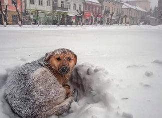 Garota sobrevive a tempestade de neve na Rússia abraçando cachorro de rua por 18 horas