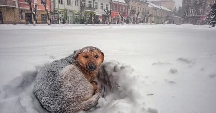 Garota sobrevive a tempestade de neve na Rússia abraçando cachorro de rua por 18 horas