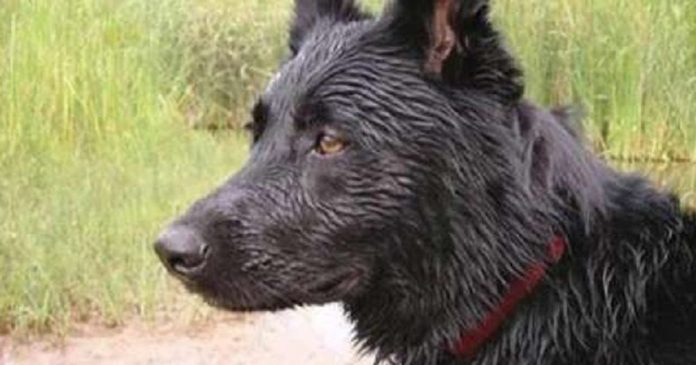 Cachorro viaja mais de 100km para morder seu antigo dono que o abandonou