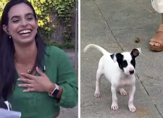 VÍDEO: Repórter é interrompida por filhotinho de cachorro em programa ao vivo e não resiste