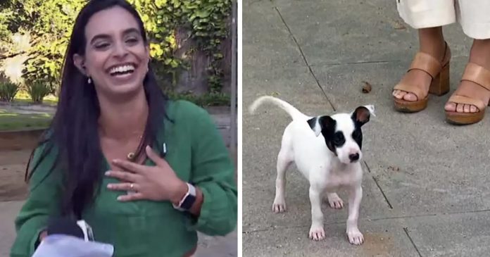 VÍDEO: Repórter é interrompida por filhotinho de cachorro em programa ao vivo e não resiste