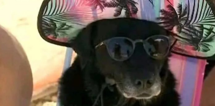 Cachorrinha curtindo praia de óculos de sol e chapéu vira 1º meme de 2022