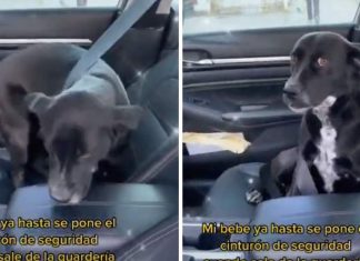 Cachorrinha cautelosa coloca cinto de segurança sozinha para passear de carro; assista