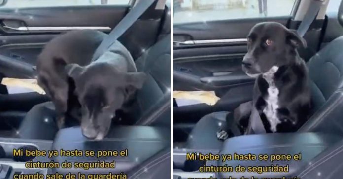Cachorrinha cautelosa coloca cinto de segurança sozinha para passear de carro; assista