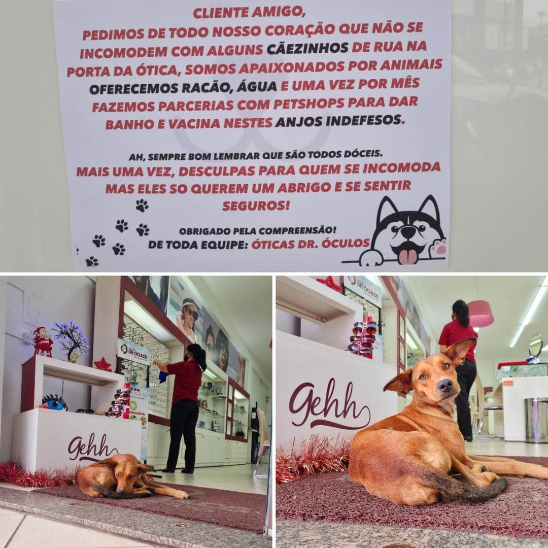 asomadetodosafetos.com - Ótica criticada por acolher animais de rua deixa um recado na entrada e viraliza nas redes sociais