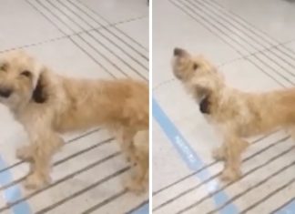 VÍDEO: Cachorro chora há dias pelos corredores de um hospital à procura de seu dono