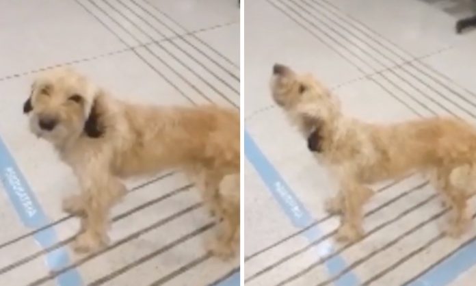 VÍDEO: Cachorro chora há dias pelos corredores de um hospital à procura de seu dono