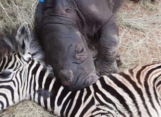 Zebra resgatada torna-se a melhor amiga de uma bebê rinoceronte em recuperação
