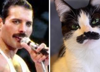 Gatinho faz sucesso na web depois de ser comparado com Freddie Mercury; veja fotos