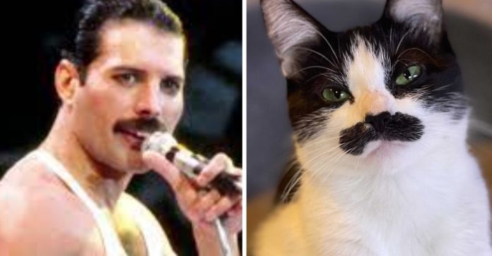 Gatinho faz sucesso na web depois de ser comparado com Freddie Mercury; veja fotos