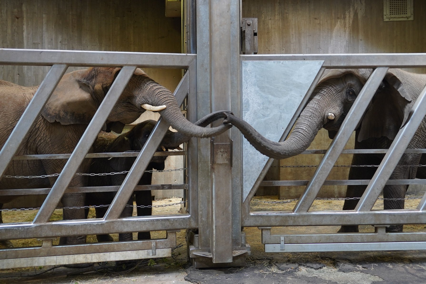 asomadetodosafetos.com - Após 12 anos, "vovó elefanta" reencontra sua filha e netas e momento é emocionante