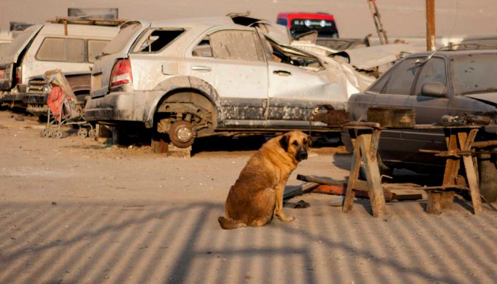 asomadetodosafetos.com - Cachorrinha amamenta criança de 2 anos que foi abandonada pela mãe