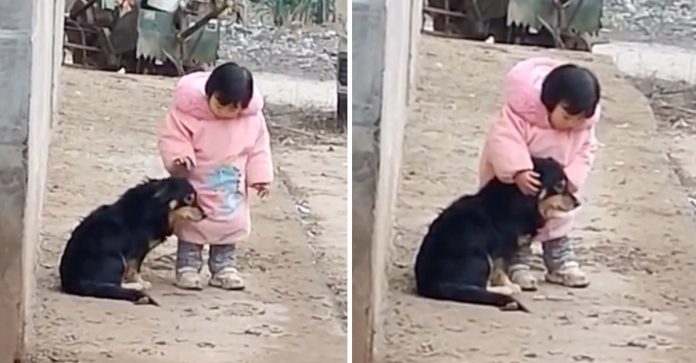 Garotinha cobre orelhas de cachorro durante os fogos do Ano Novo Chinês e vídeo é gracioso