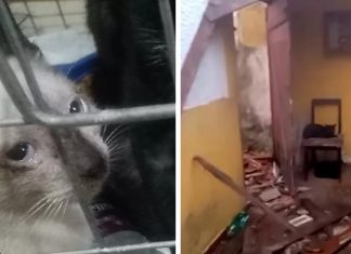 Moradores de Praia Grande tentam salvar gatinhos de casa que será demolida