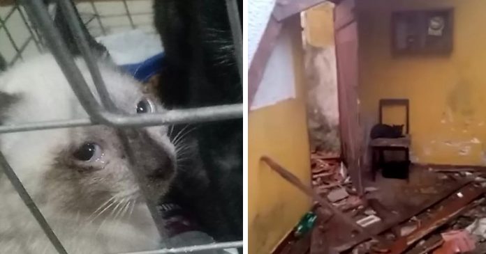 Moradores de Praia Grande tentam salvar gatinhos de casa que será demolida