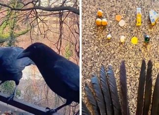 Mulher alimenta corvos e recebe presentes diversos em troca, assista