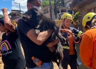 Petrópolis: Cachorrinha idosa e cega é resgatada em casa abandonada