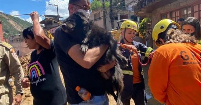 Petrópolis: Cachorrinha idosa e cega é resgatada em casa abandonada