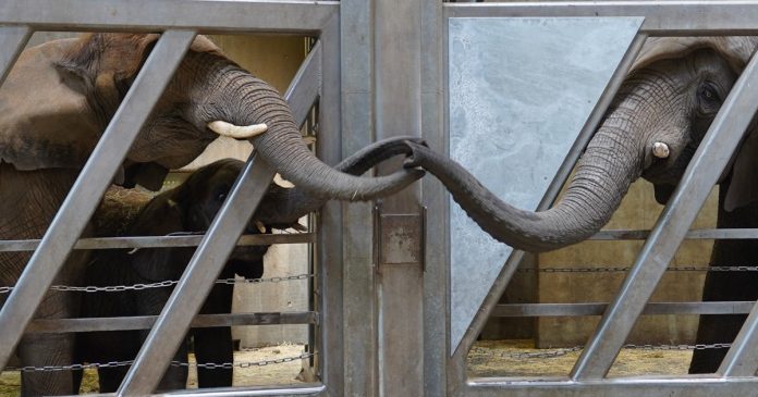Após 12 anos, “vovó elefanta” reencontra sua filha e netas e momento é emocionante