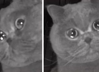 Câmera de segurança filma gatinho que parece “chorar” depois de passar um feriado sozinho em casa