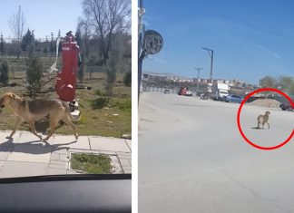 Homem segue cãozinho que carregava uma marmita e tem uma surpresa emocionante