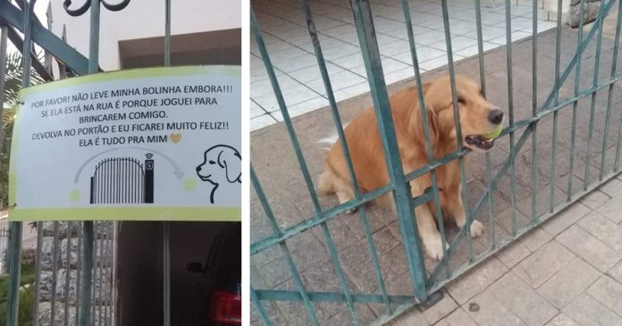 Tutor de cãozinho deixa aviso fofo para pessoas devolverem a bolinha do pet