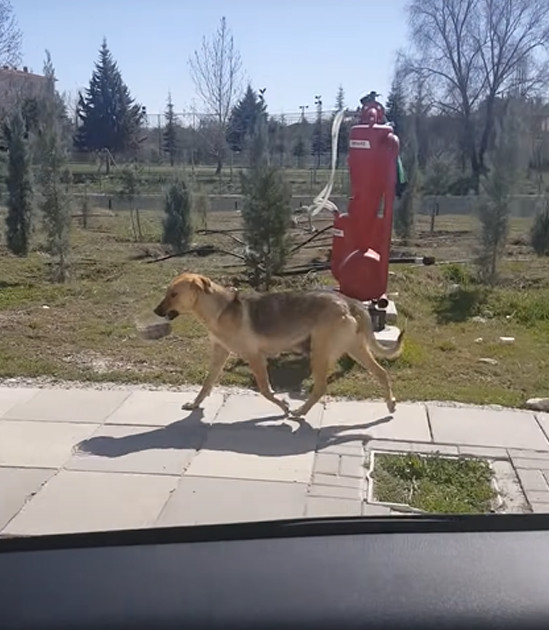asomadetodosafetos.com - Homem segue cãozinho que carregava uma marmita e tem uma surpresa emocionante
