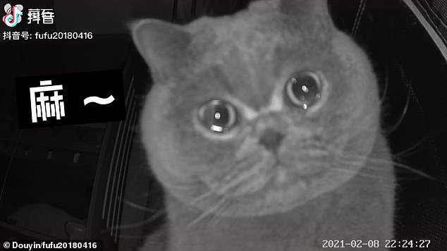 asomadetodosafetos.com - Câmera de segurança filma gatinho que parece "chorar" depois de passar um feriado sozinho em casa