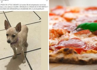 Idosa oferece pizza como recompensa para quem encontrar seu chihuahua perdido: “Se eu tivesse dinheiro eu oferecia”
